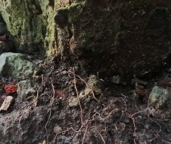 Bir taş dokusunu ve köklerini kapatın.