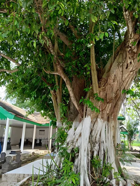 Parkta yeşil yapraklar