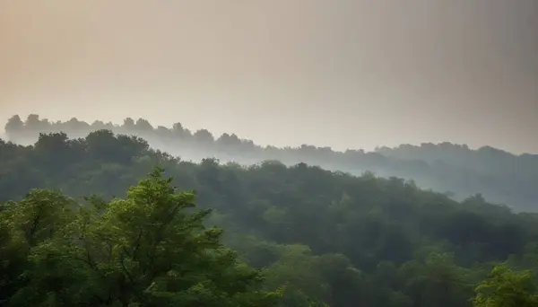 Arka planda ağaçlarla otlayan bir at.