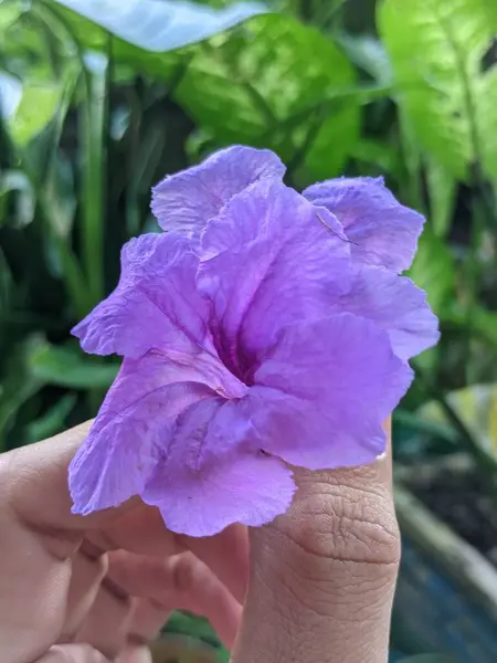 Güzel botanik fotoğrafı, doğal duvar kağıdı.