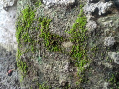 Duvarda yeşil yosun