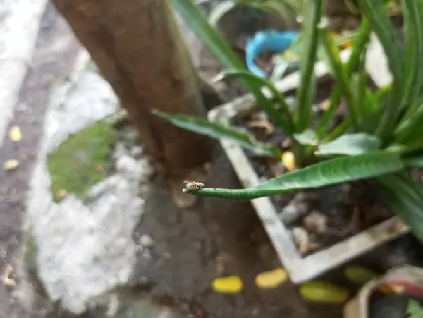 Kaktüs bitkisine yakın.