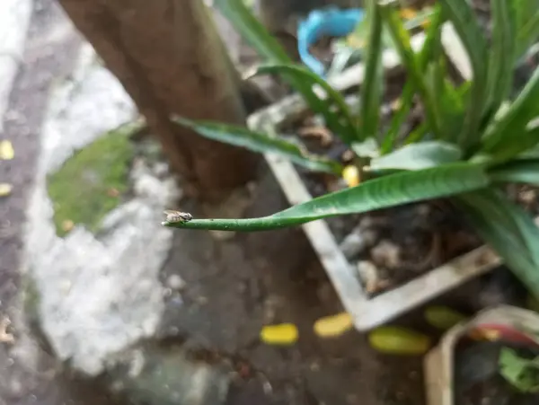 Bahçede yeşil yapraklar