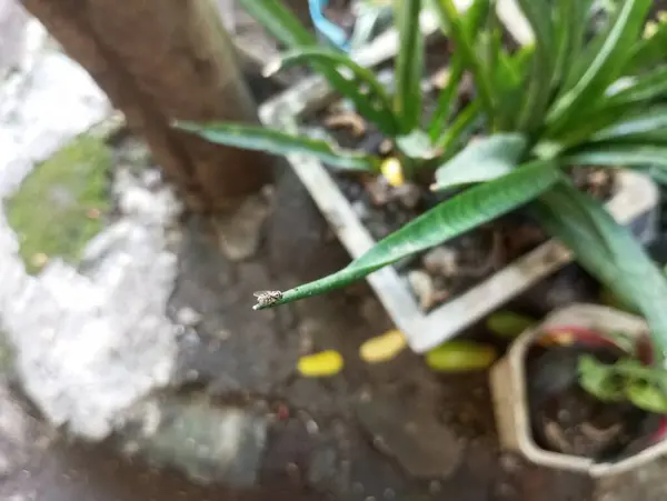 Güzel botanik fotoğrafı, doğal duvar kağıdı.