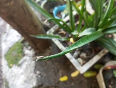 Lezzetli Asya yemeklerinin yakın görüntüsü