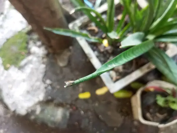 Güzel botanik fotoğrafı, doğal duvar kağıdı.