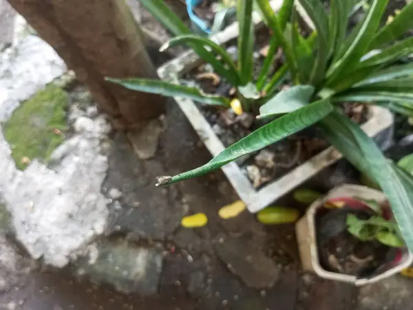 Yeşil ve beyaz bir çiçeğe yaklaş