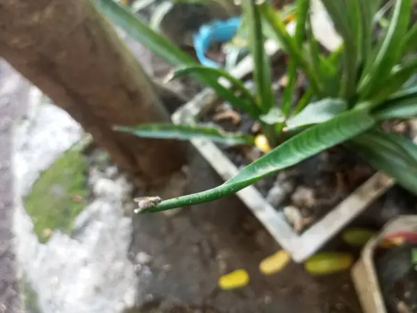 Bahçedeki bir bitkiyi kapat.