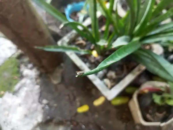 Yeşil bir bitkinin yakın plan çekimi.