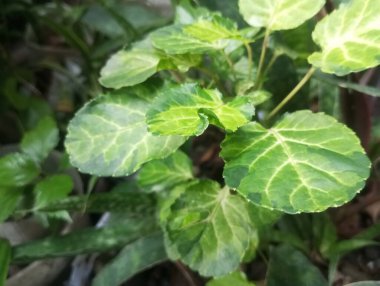 yeşil yapraklar, bitkiler ve yapraklar