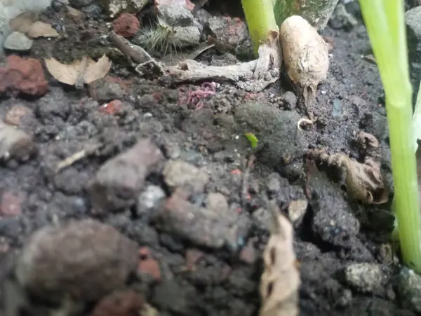 Bahçedeki bir bitkinin yakın çekimi.