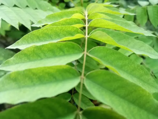 stock image green leaves, flora and foliage