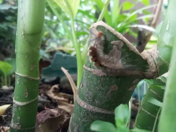 Bir bitkinin yeşil yaprağına yaklaş