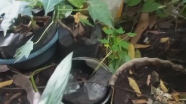 taze yeşil yaprak yakın