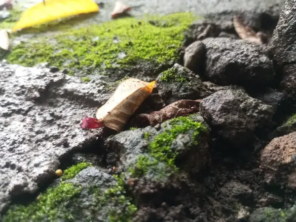 Kırmızı beyaz bir tırtıla yaklaş.