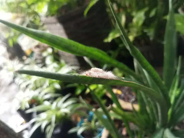 Bahçede yeşil yapraklar