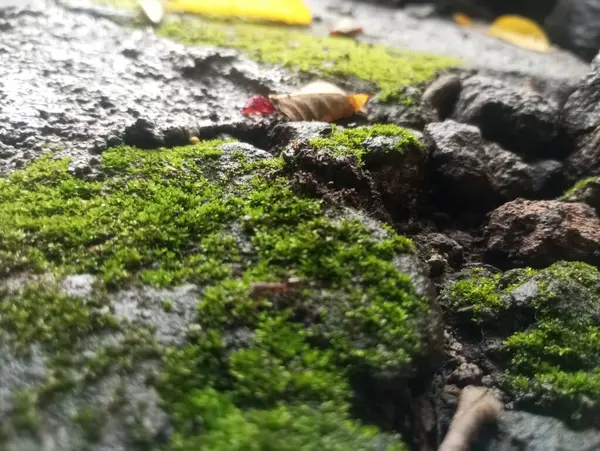 a closeup shot of a beautiful white and yellow fish