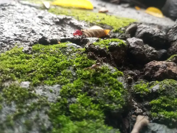 Bahçede güzel tropikal yapraklar