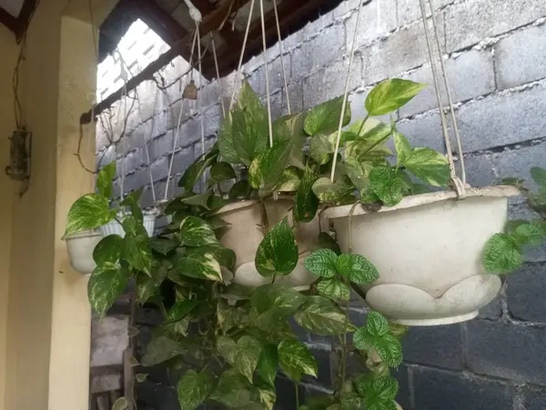 Güzel botanik fotoğrafı, doğal duvar kağıdı.