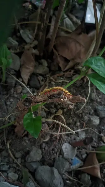 Bahçede yeşil yapraklar