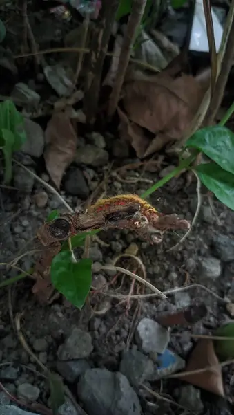 Palmiye yapraklı güzel tropikal orman