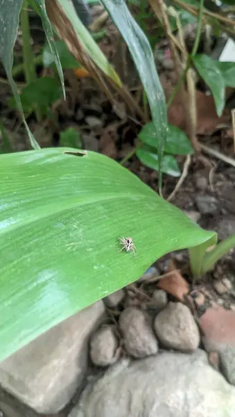 close up shot of insect