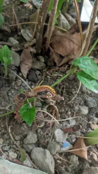 Ormanda bir kertenkeleye yaklaş.