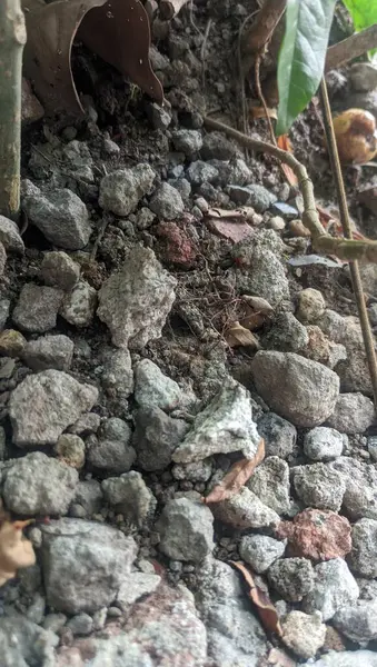 Güzel botanik fotoğrafı, doğal duvar kağıdı.