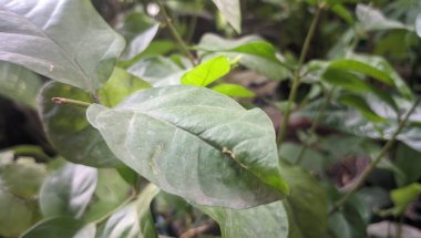 yeşil yapraklar, bitkiler ve yapraklar