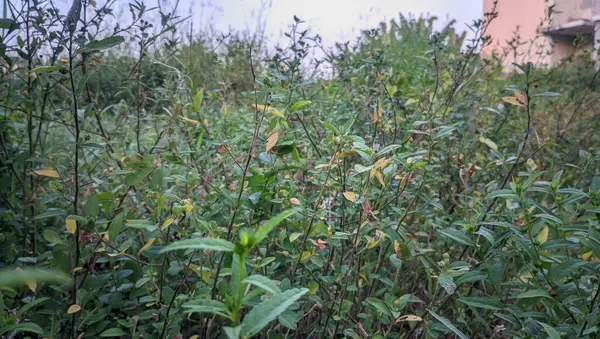 Ormanda yeşil yapraklar