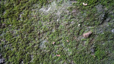 Moss doku arka plan yakın çekim