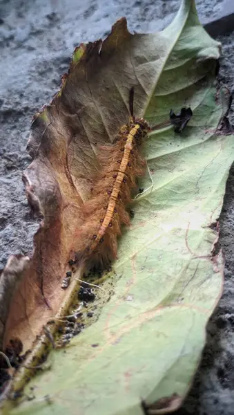 yeşil yapraklar, bitkiler ve yapraklar