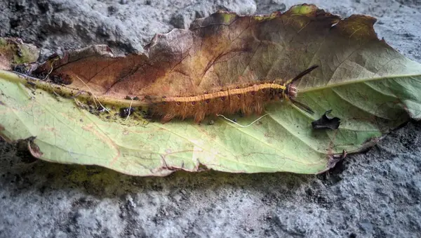 Yeşil ve sarı yaprakları kapatın.