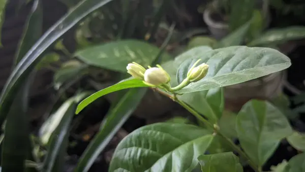 Bahçedeki güzel çiçekler