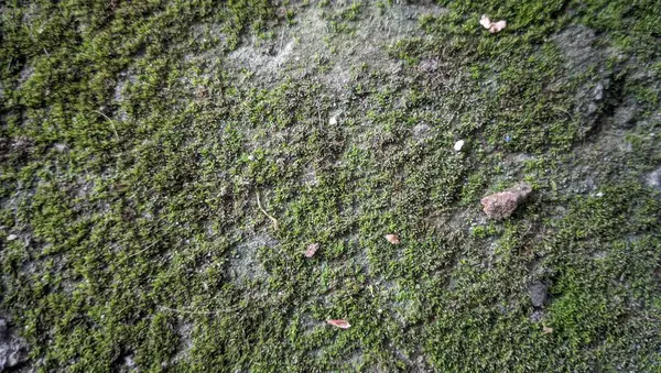 Moss doku arka plan yakın çekim