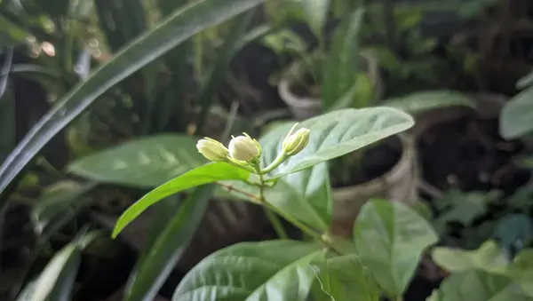 yeşil yapraklar, bitki örtüsü ve doğa