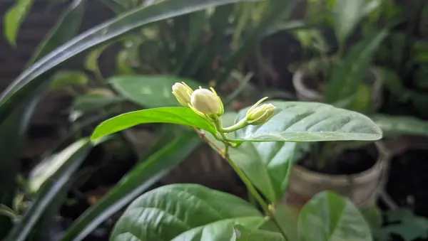 Bahçedeki yeşil bitki