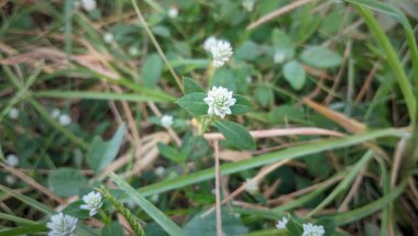 Bahçenin yeşil yaprakları