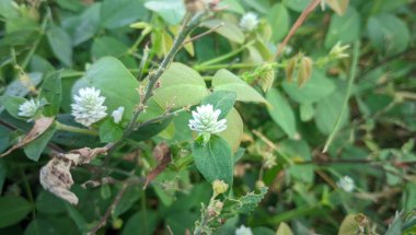 Bahçedeki güzel çiçekler