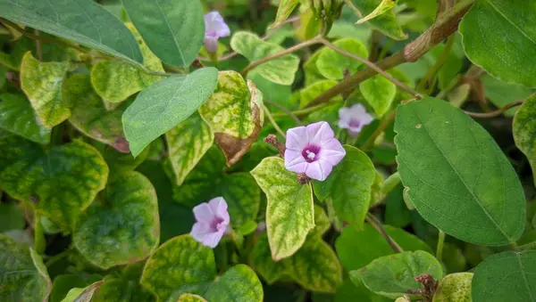 Bahçedeki güzel çiçekler