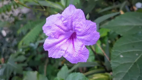 Violette Blume Garten — Stockfoto