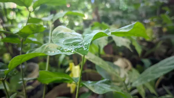 Schöne Tropische Blätter Garten — Stockfoto