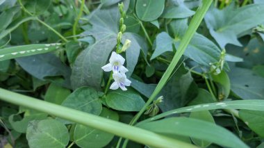 Güzel botanik fotoğrafı, doğal duvar kağıdı.