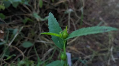 Bahçede yeşil yapraklar