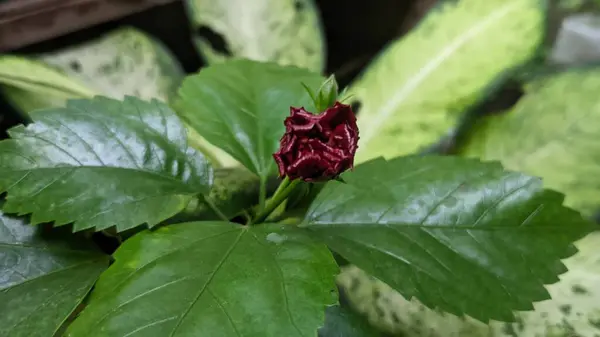 Bahçedeki kırmızı çiçek