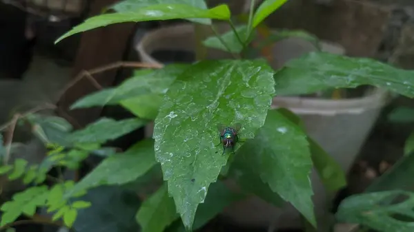 Bitki üzerindeki bir sinek.