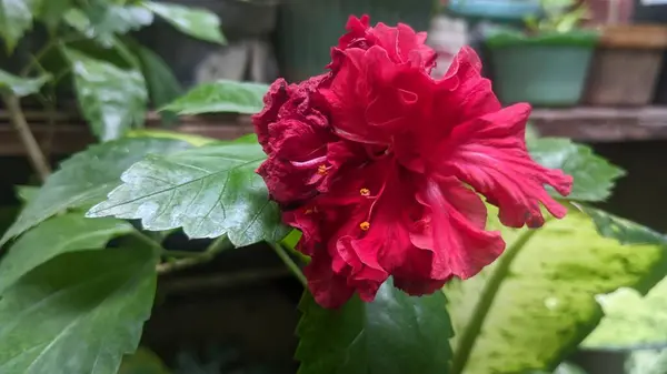 Bahçedeki güzel kırmızı çiçek