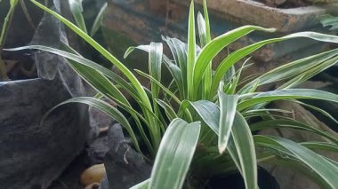 Bahçede yeşil yapraklar