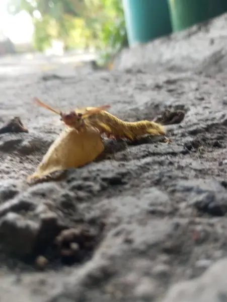 Güzel sarı ve beyaz bir çiçeğin yakın çekimi.