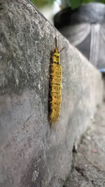 Sarı ve beyaz bir kelebeğin yakın plan fotoğrafı.